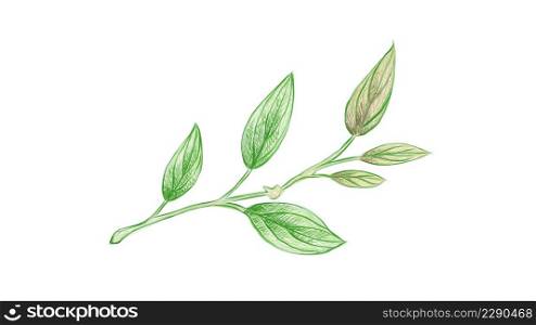 Ecology Concepts, Illustration of Green Leaf of Philodendron Melanochrysum Linden Plants.