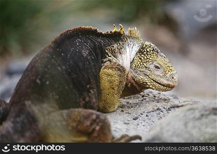 Ecuador, Galapagos Islands, Land Iguana resting on rock