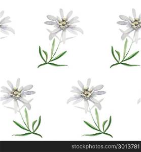 edelweiss flower symbol alpinism alps germany logo set. Edelweiss flower seamless pattern background texture. beautiful realistic hand drawn watercolor illustration. Alpine star. swiss symbol. For decoration, prints, advertising, logo, posters, invitation