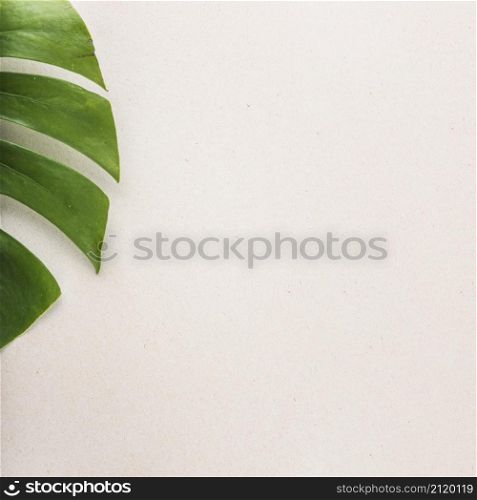 edge monstera leaf