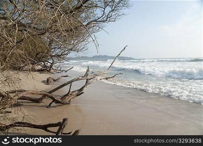 Edge of the forest at the beach with driftwood on the sand