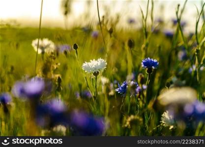 Edible Blue cornflower plants in the wild meadow garden - Duct style, permaculture countryside. Summer landscape with wildflowers cornflowers in evening sun