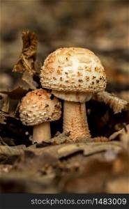 Edible Blusher fungi (Amanita rubescens)