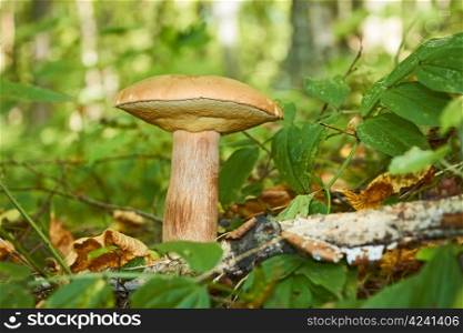 Edible cep mushrooms (Boletus edulis) growing on a forest glade in a sunny summer day