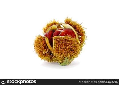 Edible chestnuts inside husk isolated on white