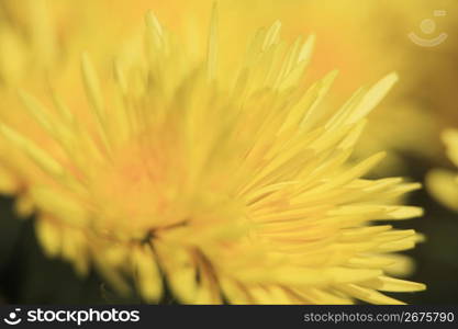 Edible chrysanthemum