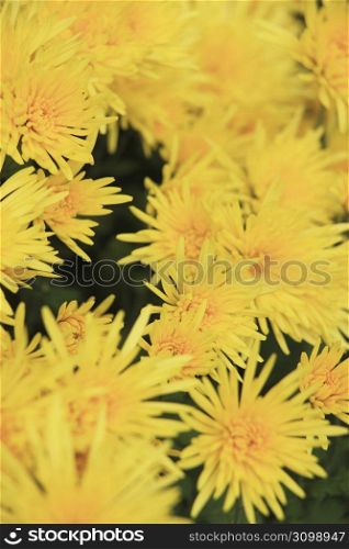 Edible chrysanthemum
