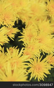 Edible chrysanthemum