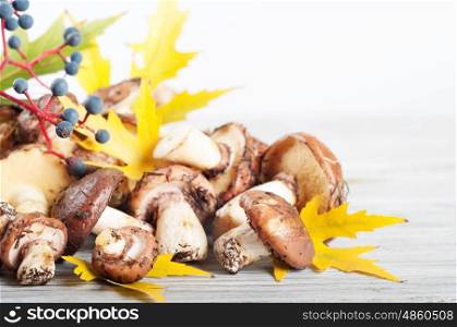 Edible forest mushrooms and yellow maple leaves on a wooden background