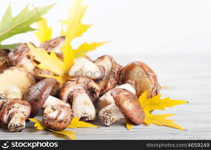 Edible forest mushrooms on a wooden background. Mushrooms and autumn maple leaves.