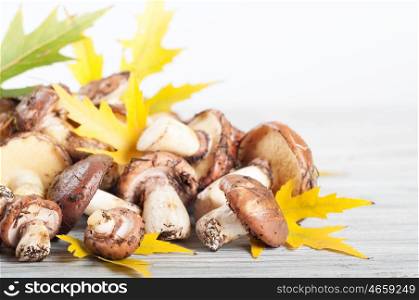 Edible forest mushrooms on a wooden background. Mushrooms and autumn maple leaves.