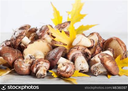 Edible forest mushrooms on a wooden background. Mushrooms and yellow maple leaves.