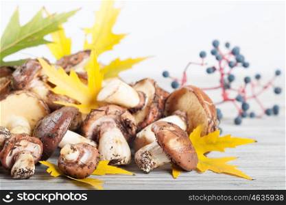 Edible forest mushrooms on a wooden background. Mushrooms, yellow maple leaves and berries.