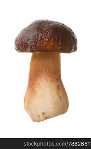 Edible mushroom Boletus edulis isolated on white background. Cep, porcino, penny bun.