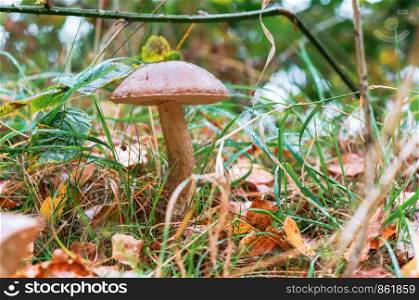 edible mushroom in the autumn forest, Borovik mushroom in the forest. Borovik mushroom in the forest, edible mushroom in the autumn forest