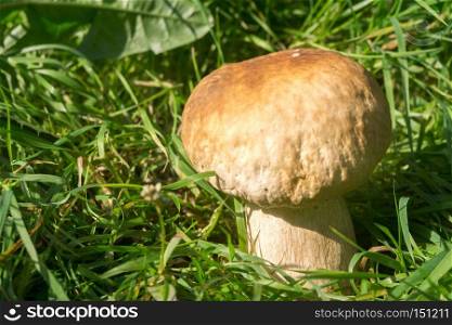 Edible mushroom, porcini mushroom in green grass.