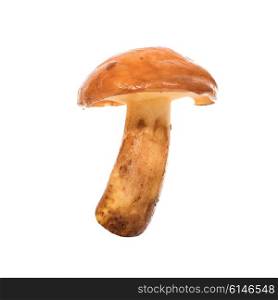 Edible mushroom Suillus luteus) isolated on a white background