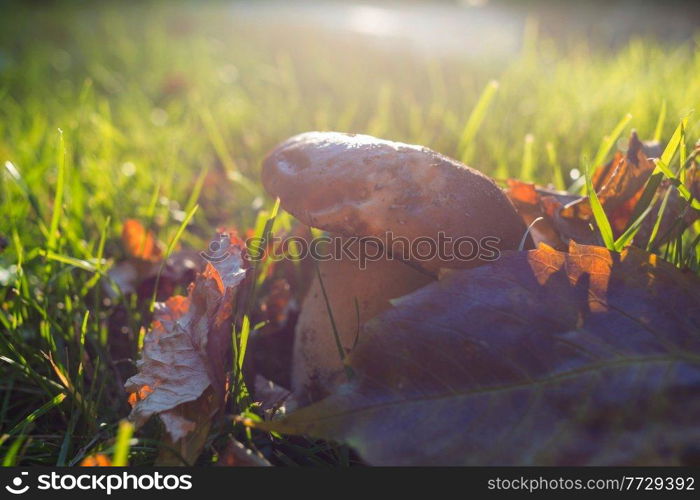 Edible mushrooms in a autumn forest