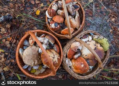 Edible mushrooms in the kitchen in fall season.
