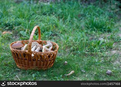 Edible mushrooms porcini in the wicker basket in the green grass.. Edible mushrooms porcini in the wicker basket in green grass.