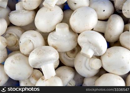 Edible white button or champignon mushrooms, healthy organic food