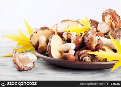 Edible wild mushrooms and yellow maple leaves in a clay plate on a wooden background.