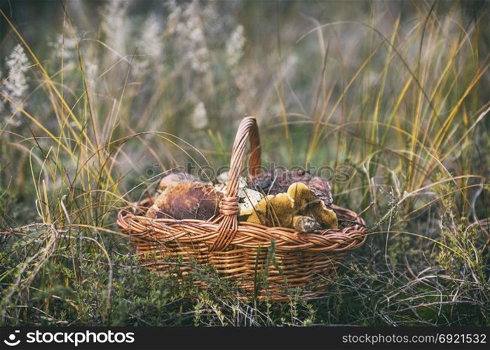 edible wild mushrooms in a brown wicker basket on the grass, autumn day