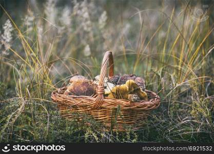 edible wild mushrooms in a brown wicker basket on the grass, autumn day