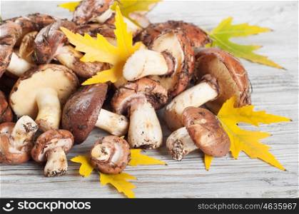 Edible wild mushrooms on a wooden background. Forest mushrooms and yellow maple leaves.