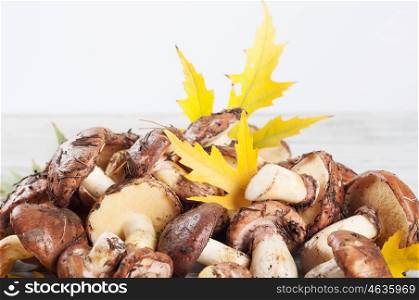 Edible wild mushrooms on a wooden background. Forest mushrooms and yellow maple leaves.