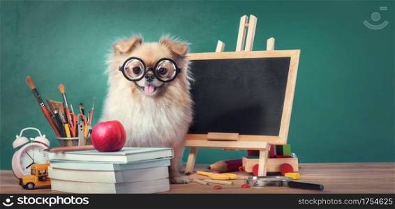 Education, Back to School concept with Cute puppies Pomeranian Mixed breed Pekingese dog.