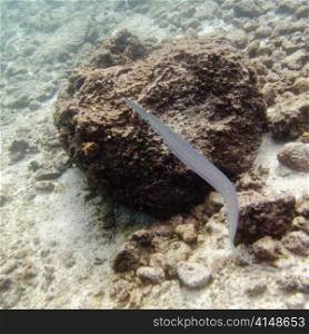 Eel on a rock underwater, Puerto Egas, Santiago Island, Galapagos Islands, Ecuador