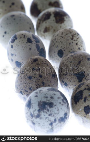 Egg