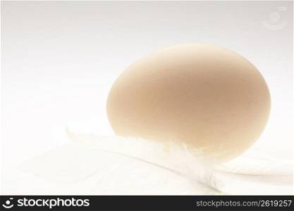 Egg and Feather