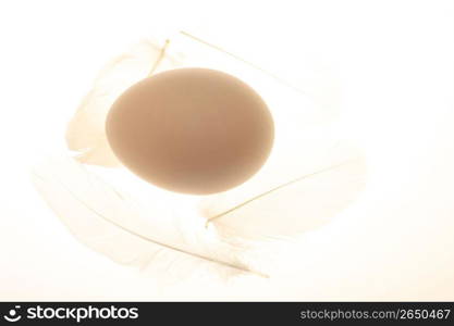 Egg and Feather