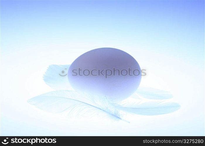Egg and Feather