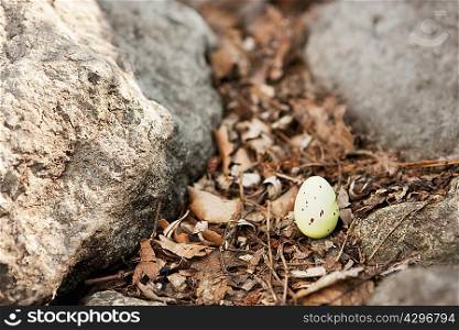Egg sitting on forest floor
