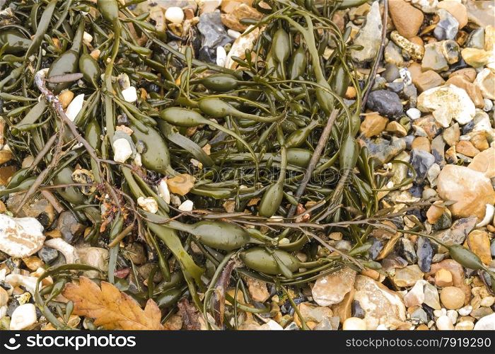 Egg Wrack (Ascophyllum nodosum) is a seaweed found on middle of the shore in the United Kingdom.