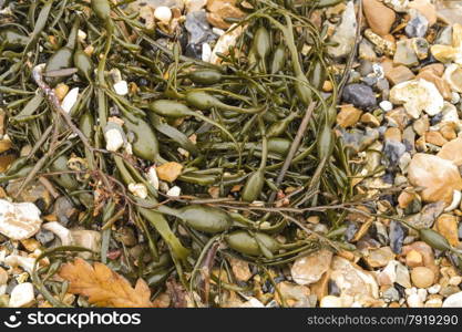 Egg Wrack (Ascophyllum nodosum) is a seaweed found on middle of the shore in the United Kingdom.