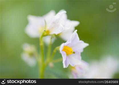 Eggplant&acute;s Flower
