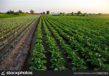 Eggplant and leek plantation field. Agriculture, farmland. Growing on open ground. Growing organic vegetables on the farm. Food production. Agroindustry and agribusiness. Ripening of the crop.