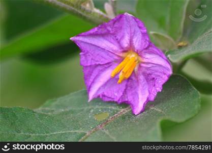 eggplant flowers blooming in nature with green background