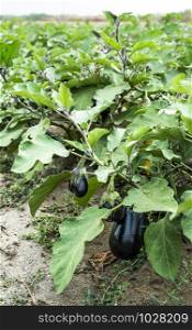 Eggplant on the field. Growing Eggplant in plantation.