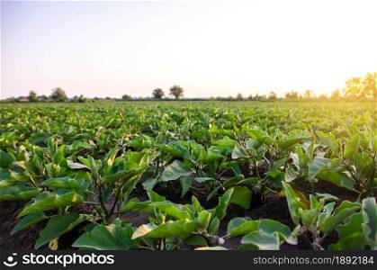 Eggplant plantation field. Agriculture, farm. Growing on open ground. Growing organic vegetables on the farm. Food production. Solanum melongena L. Agroindustry and agribusiness.