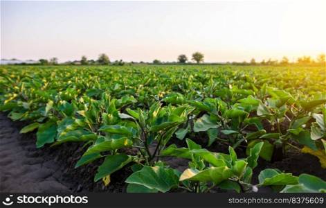 Eggplant plantation field. Agroindustry. Farming landscape. Growing vegetables. Agronomy. Agriculture and agribusiness. Agricultural subsidies. Growing and producing food on the farm. Olericulture