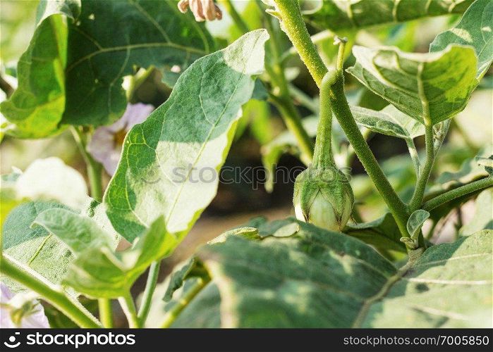 Eggplant planted in the countryside with sunlight.