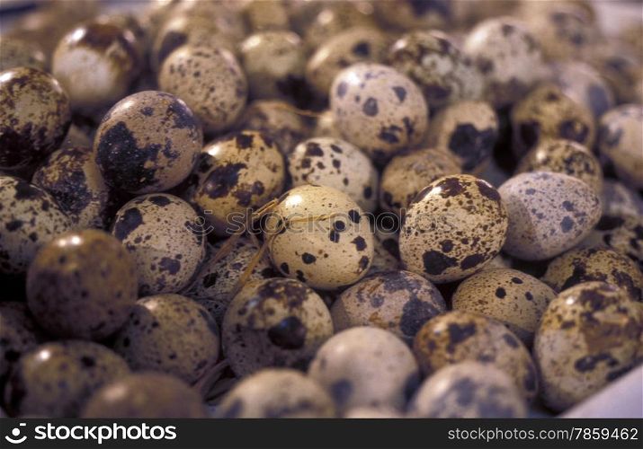 eggs at the Market in the city of Chongqing in the province of Sichuan in china in east asia. . ASIA CHINA CHONGQING