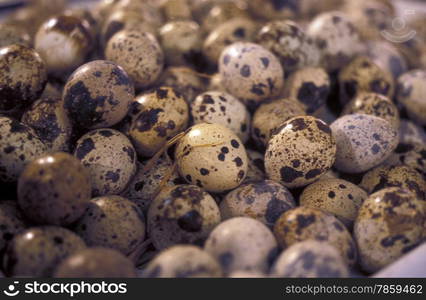 eggs at the Market in the city of Chongqing in the province of Sichuan in china in east asia. . ASIA CHINA CHONGQING