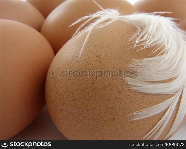 eggs close up