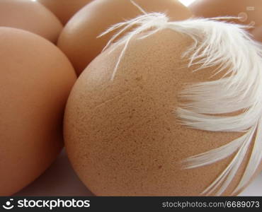 eggs close up